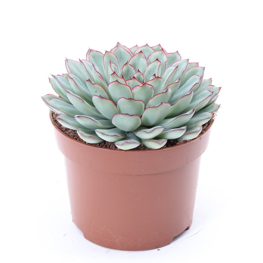 Echeveria pulidonis