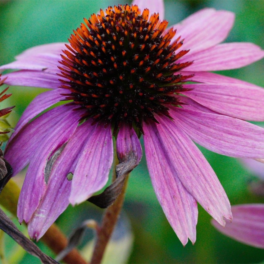 (Echinacea) stekken, verzorging, snoeien, .. • Intratuin