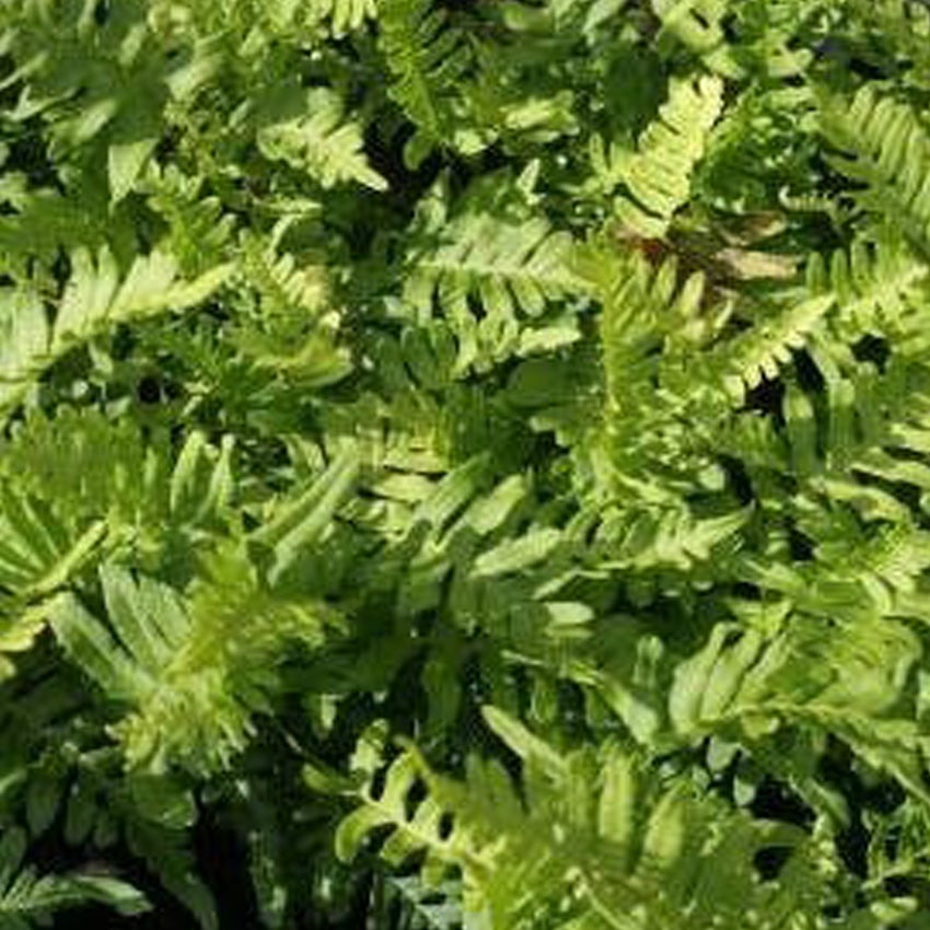 Eikvaren (Polypodium vulgare)