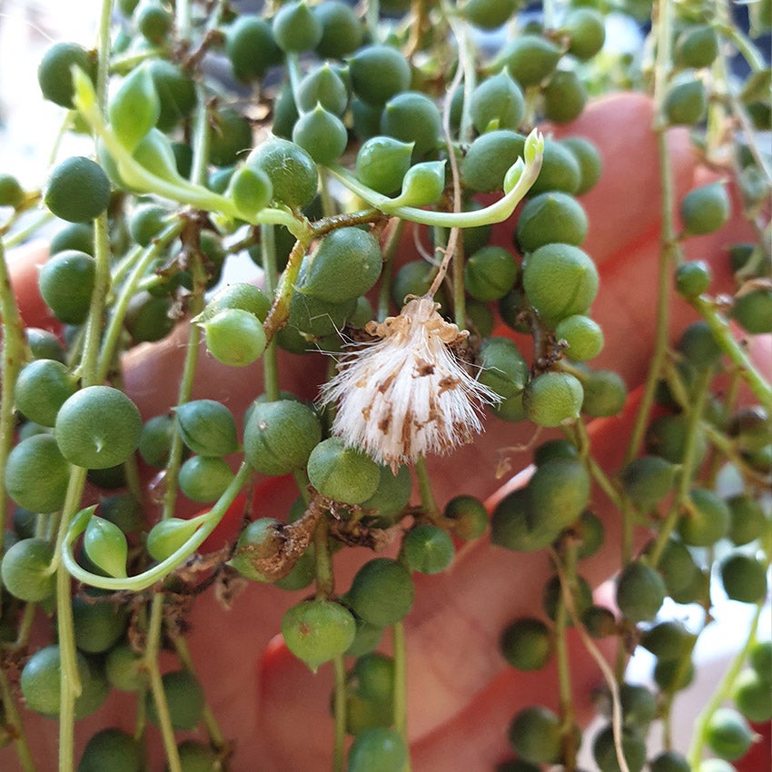 Erwtenplant (Senecio rowleyanus) uitgebloeide bloem