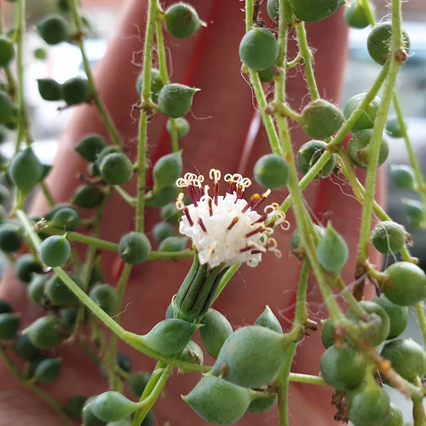 Erwtenplant (Senecio rowleyanus) bloem