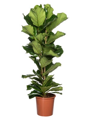 Ficus lyrata