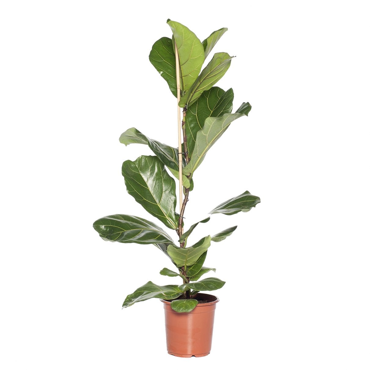 Vioolbladplant (Ficus lyrata)