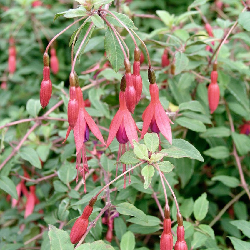 Fuchsia 'Riccartonii'