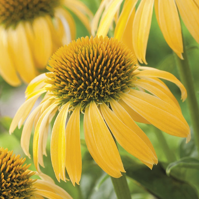 Gele zonnehoed (Echinacea paradoxa) 