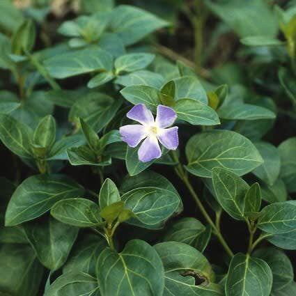 Grote maagdenpalm (Vinca major)