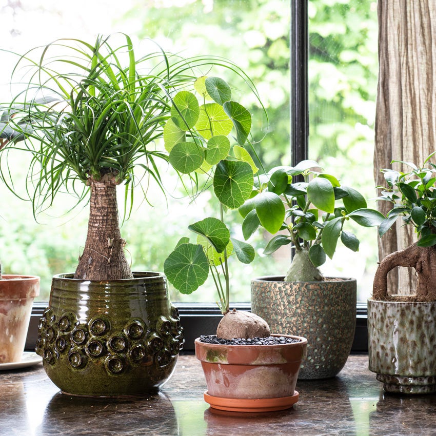 Top 10 hippe kamerplanten 2024 - Intratuin