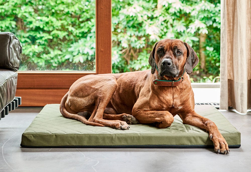 Hond Hond