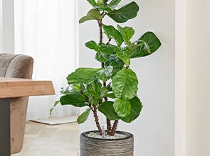 Hydrocultuur kamerplanten