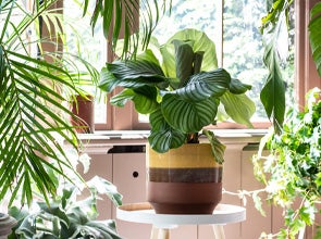 Kamerplanten