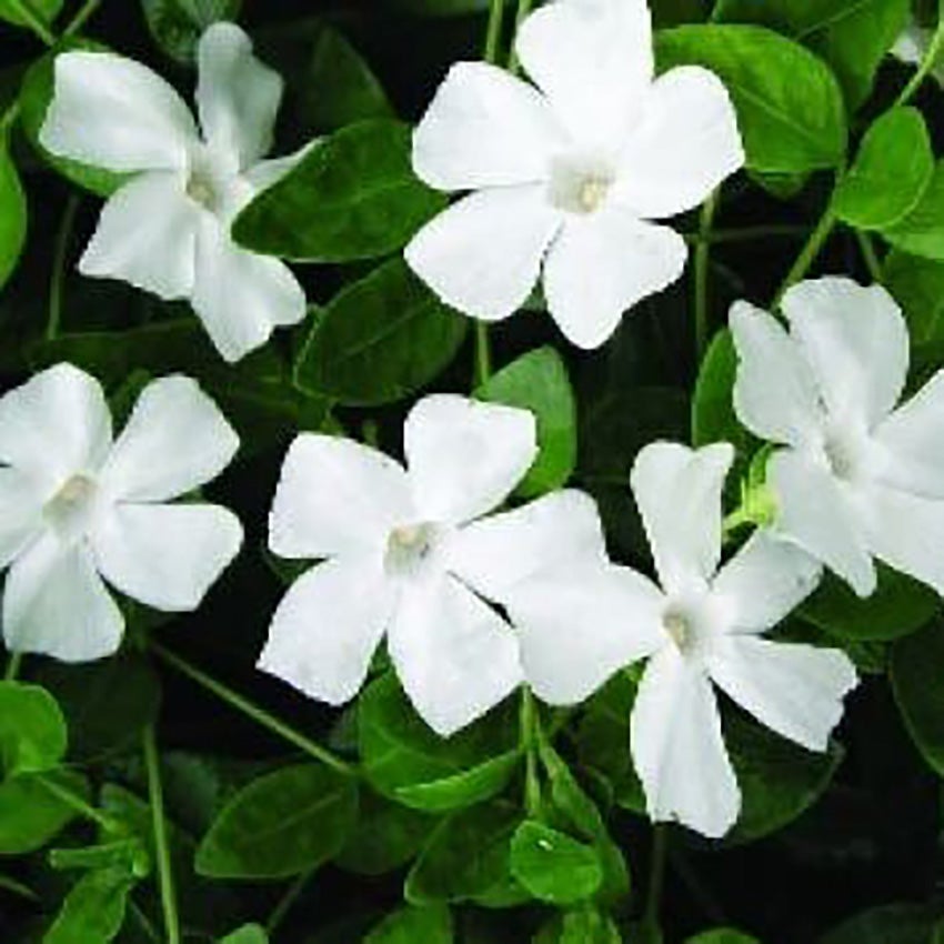 Kleine maagdenpalm (Vinca minor ’Alba’)