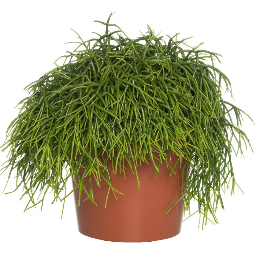 Koraalcactus (Rhipsalis baccifera)