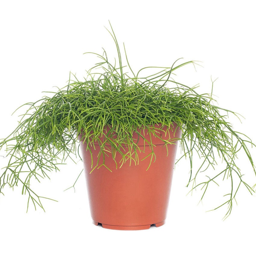 Koraalcactus (Rhipsalis cassutha)