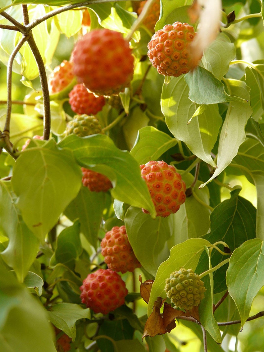 Kornoelje (Cornus kousa) vrucht