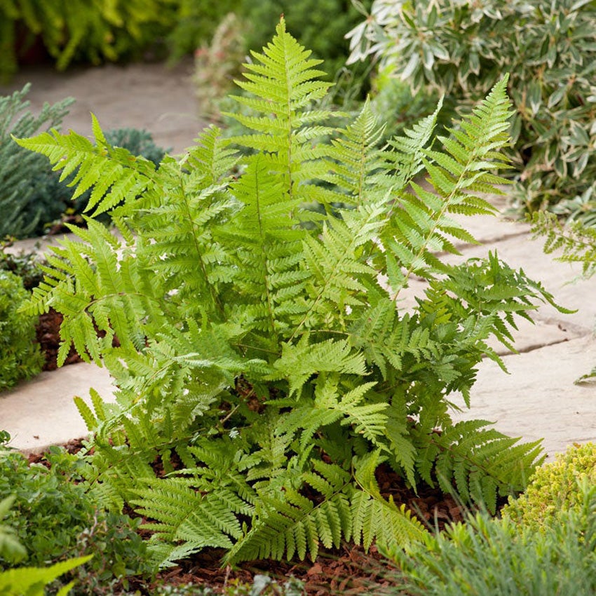 Mannetjesvaren (Dryopteris filix-mas)