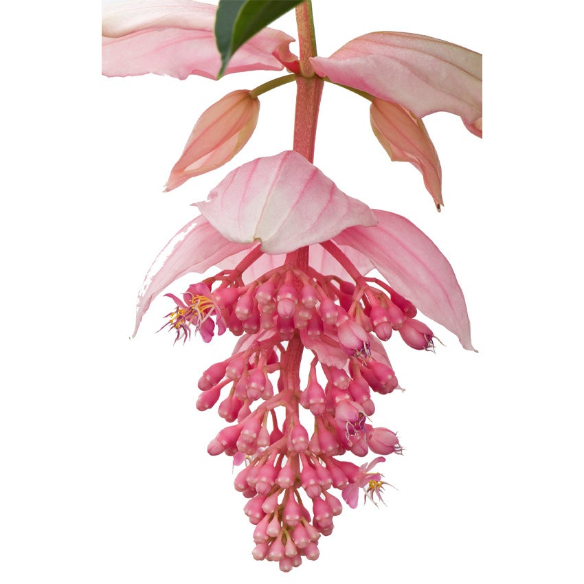 Medinilla (Medinilla magnifica)