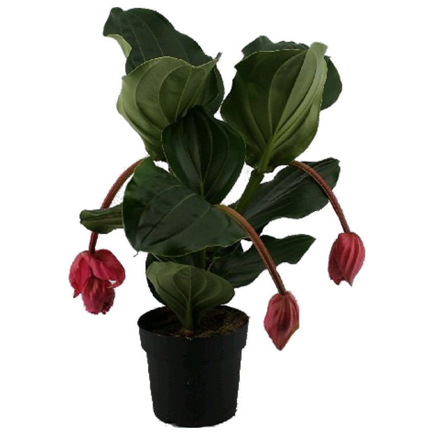 Medinilla (Medinilla magnifica 'Flamenco')