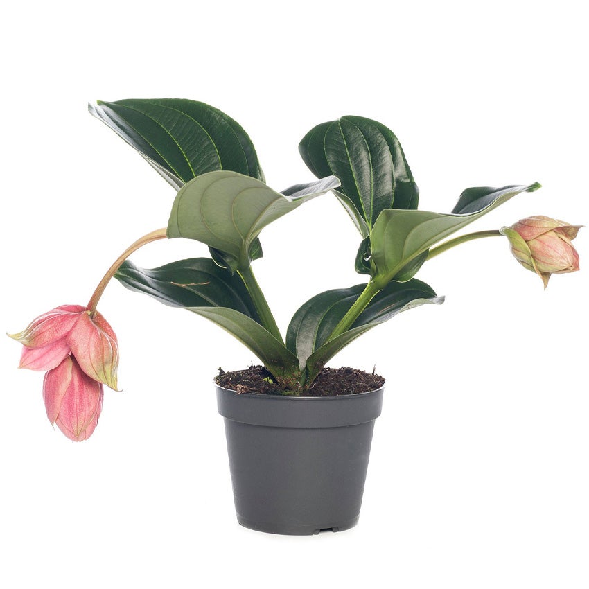 Medinilla magnifica 'Piccolini'