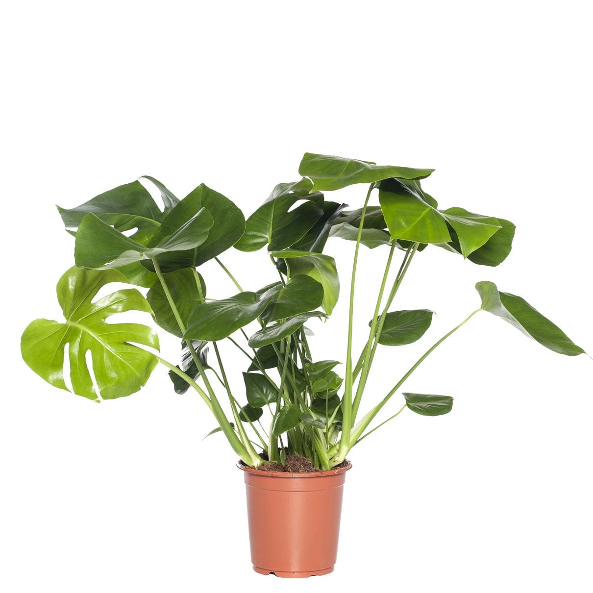 Gatenplant (Monstera ‘Pertusum’)