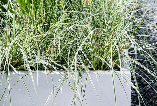 Top 10 siergrassen voor in de tuin