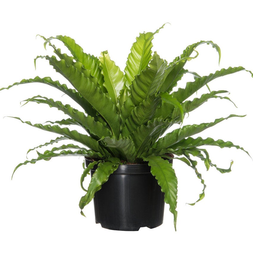 Nestvaren (Asplenium nidus / Asplenium antiquum)