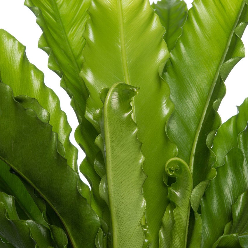 Nestvaren (Asplenium nidus / Asplenium antiquum)