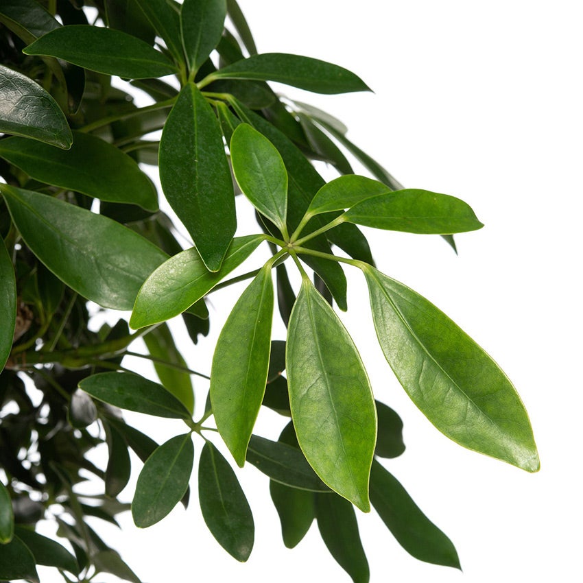 Vingersboom (Schefflera arboricola)