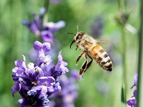 Dieren in je tuin