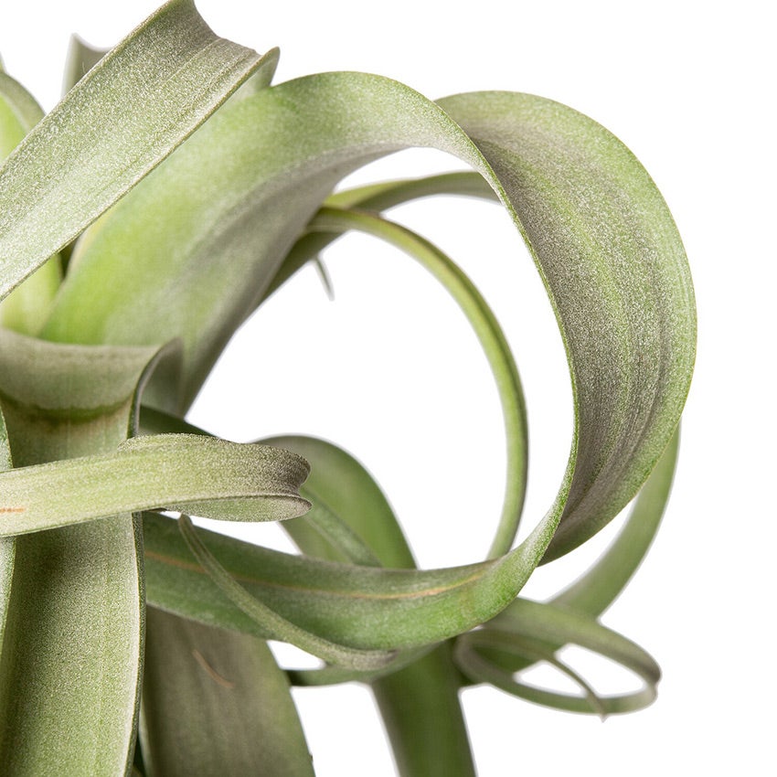 Tillandsia ‘Curly Slim’