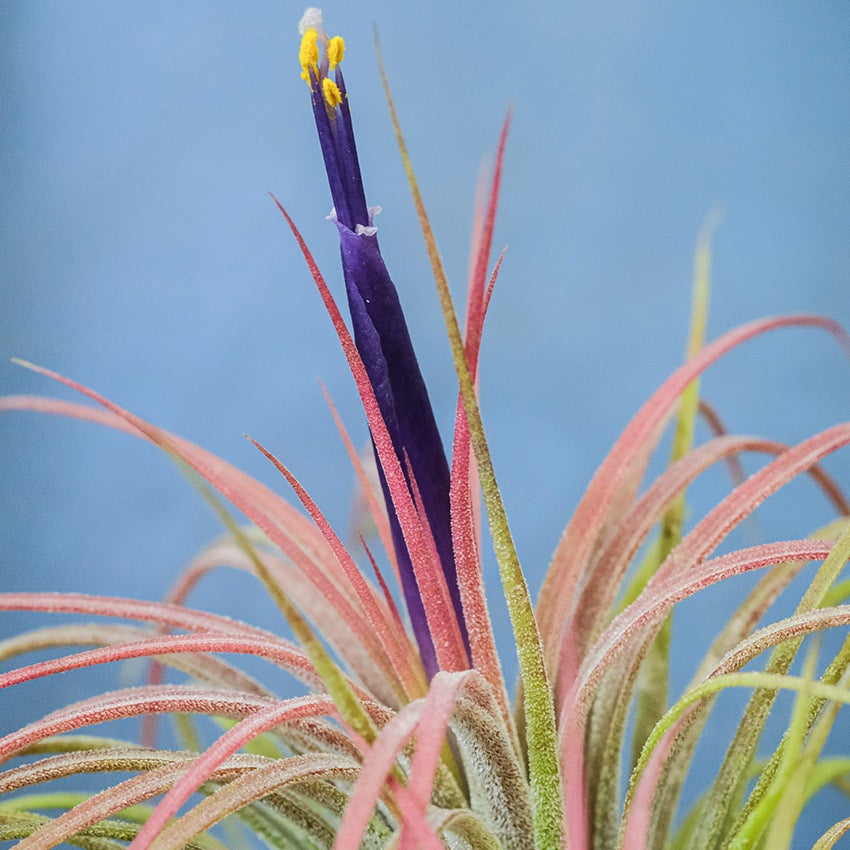 Tillandsia ionantha 'Rubra'