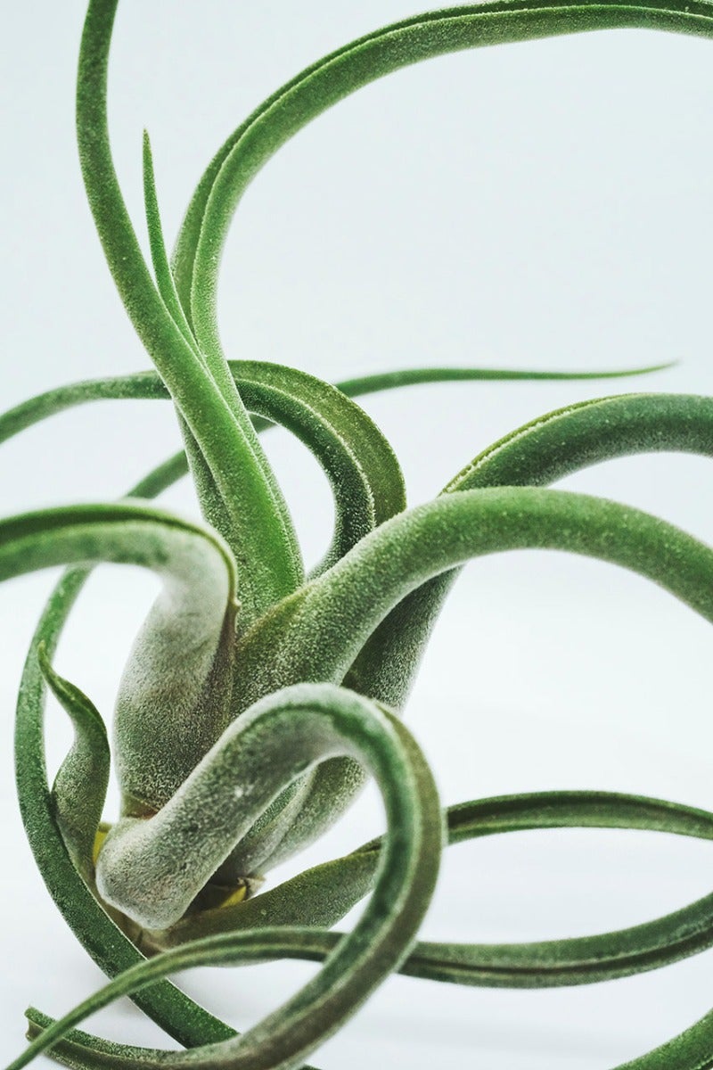 Tillandsia