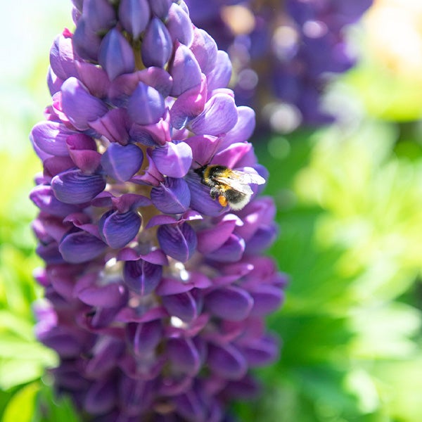 Bij in de tuin