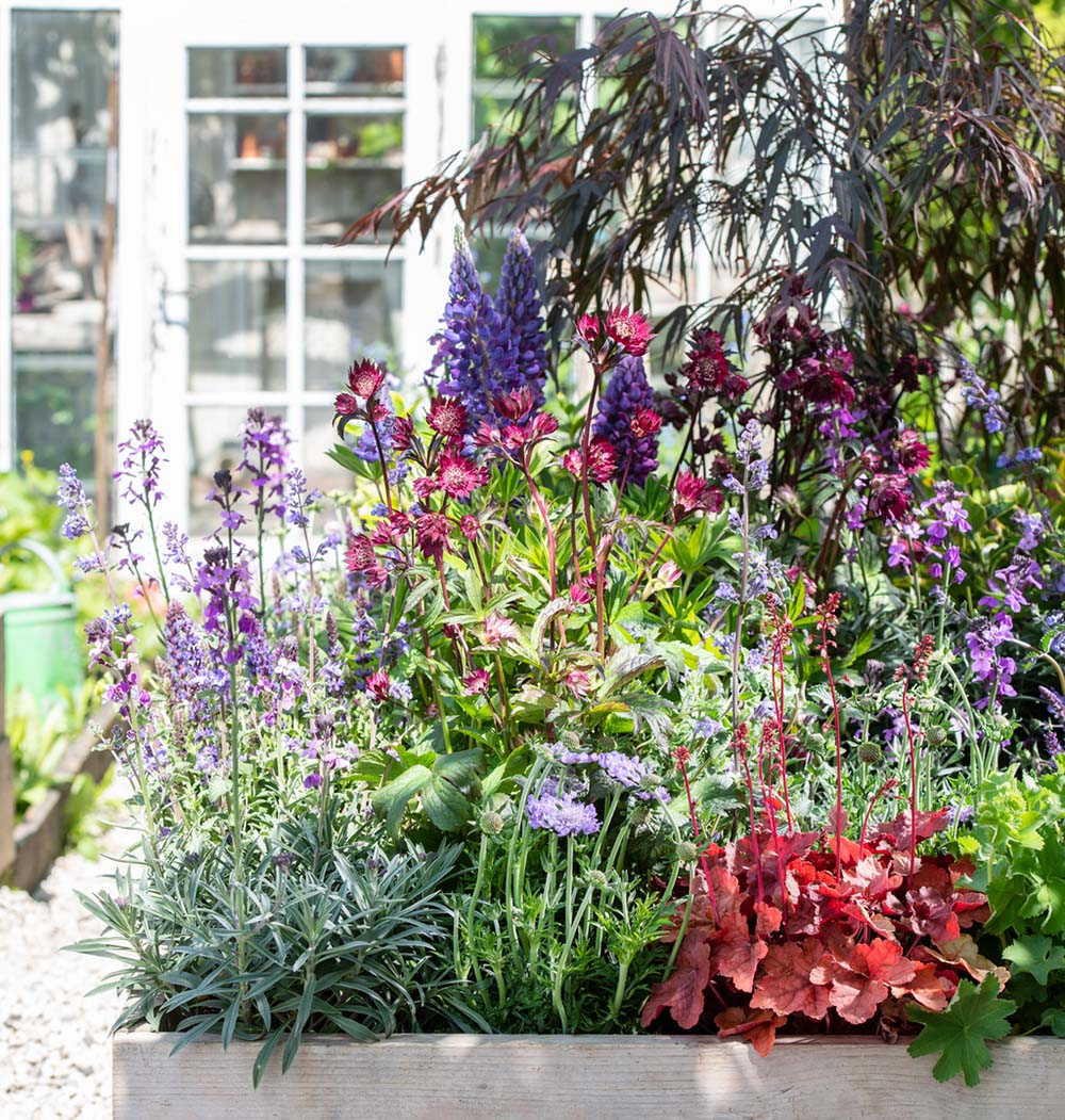 Border met verschillende tuinplanten