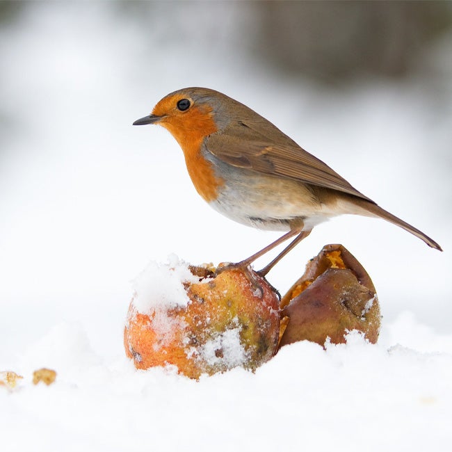 Vogel in de sneeuw