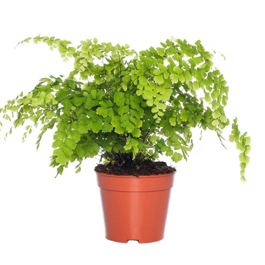 Venushaar (Adiantum raddianum)