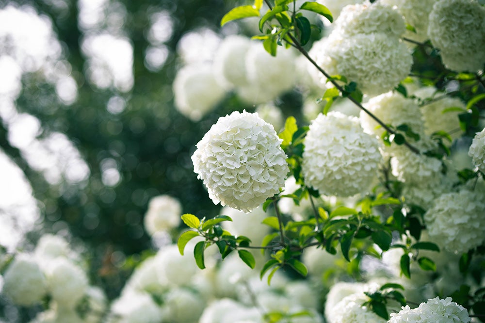 Sneeuwbal (Viburnum)