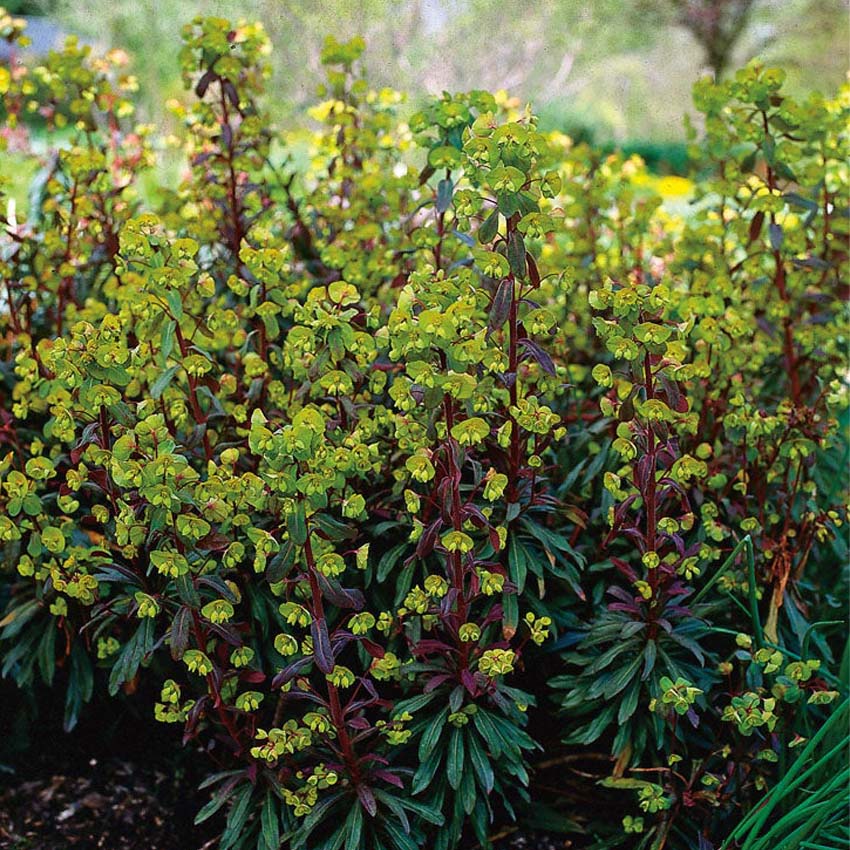 Wolfsmelk (Euphorbia amygdaloides 'Purpurea')