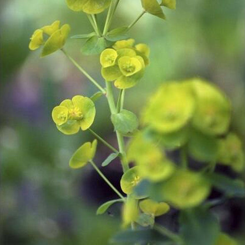 Wolfsmelk (Euphorbia amygdaloides 'Robbiae)