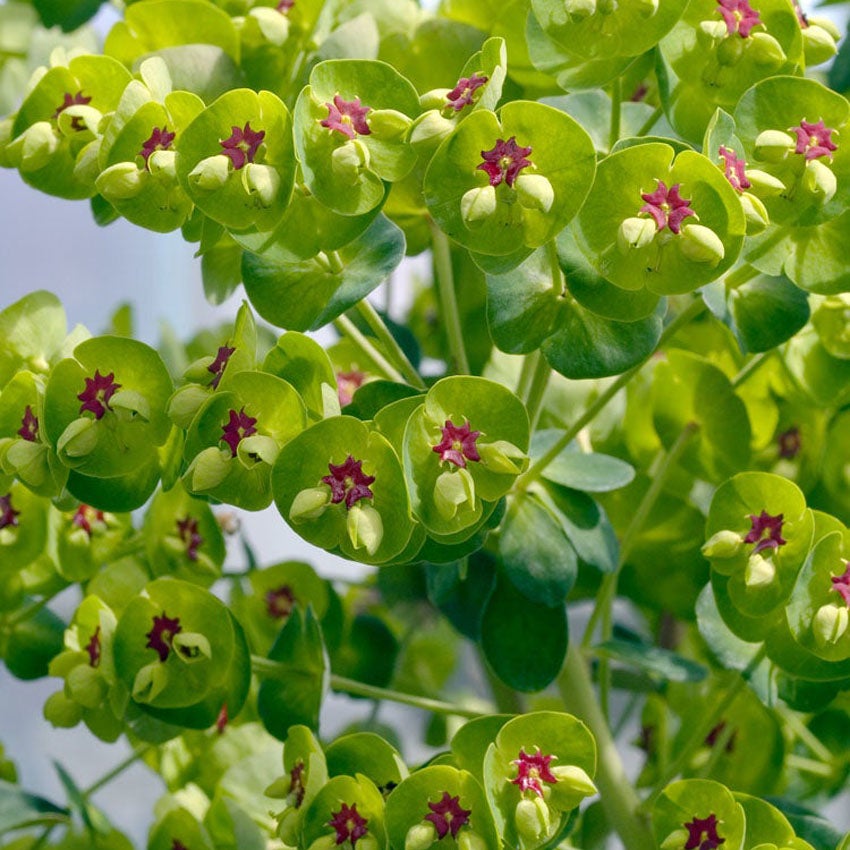 Wolfsmelk (Euphorbia martinii)