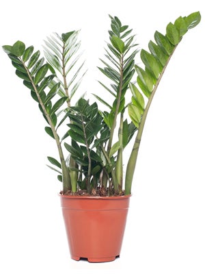 Zamioculcas