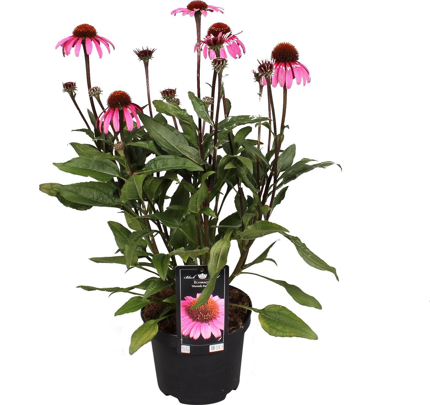 Rode zonnehoed (Echinacea purpurea)