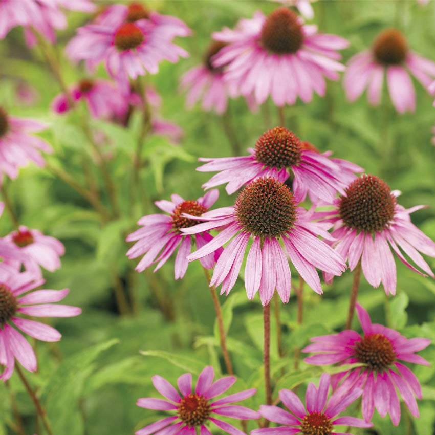 Rode zonnehoed (Echinacea purpurea)