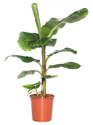 Bananenplant water geven 