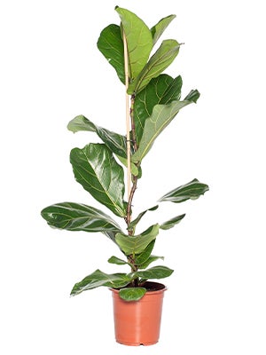 Ficus water geven