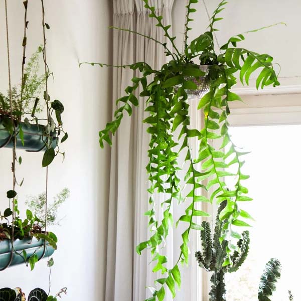 Hangplanten Hangplanten