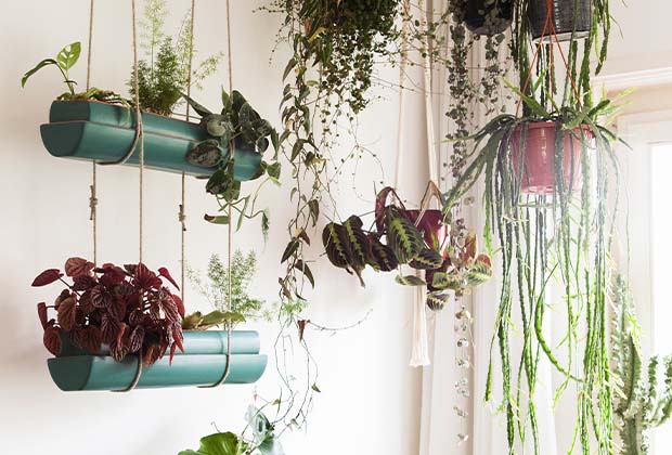 Blog: Maak je huis gezellig met hangplanten