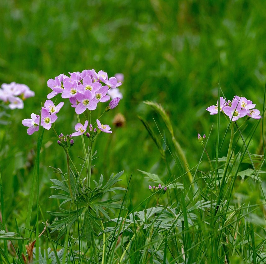 Cardamine pratensis