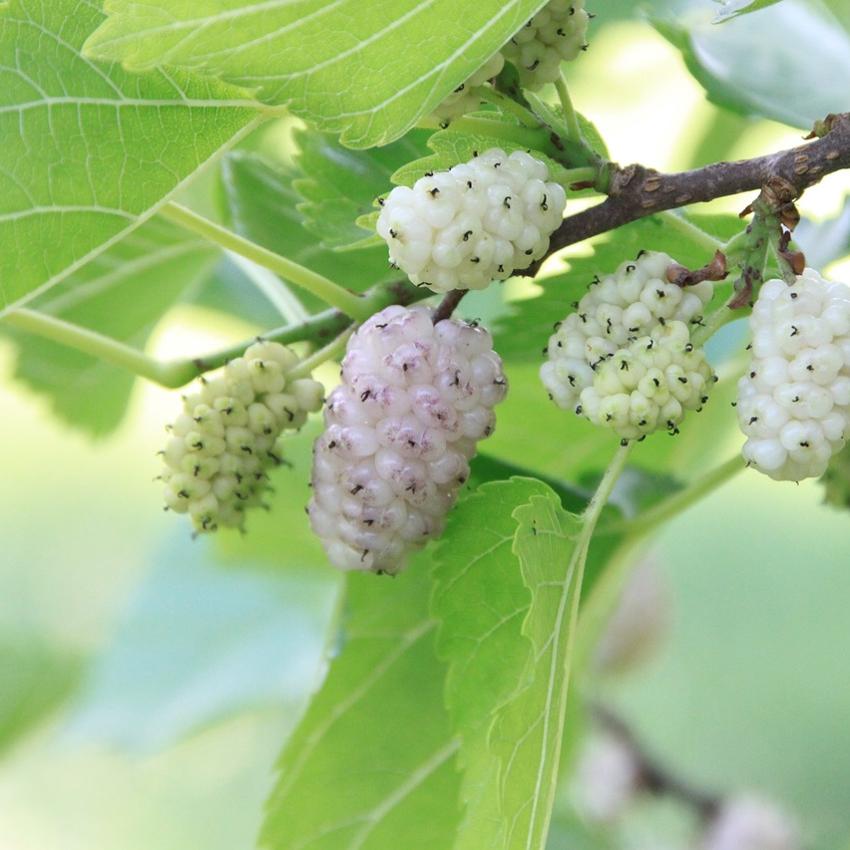 Witte moerbei - Morus alba