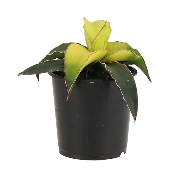 De gele Paradijsvogel (Sansevieria Star Canary)