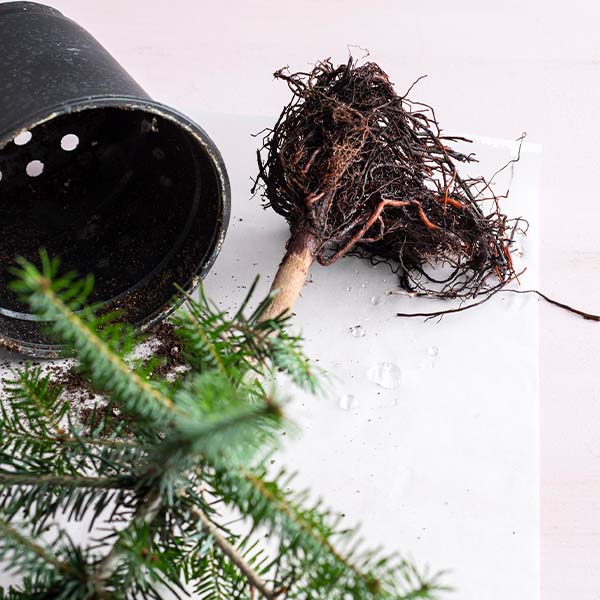 DIY: Kerstgroen in glas stap 6